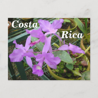 Cartão Postal Orquídea - Flor Nacional da Costa Rica