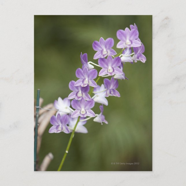 Cartão Postal Orquídea florescente. (Frente)