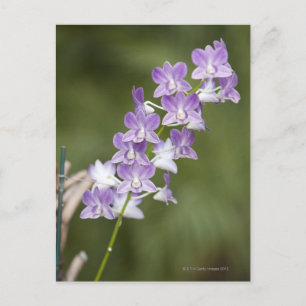 Cartão Postal Orquídea florescente.