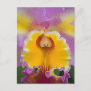Cartão Postal Orquídea híbrida, Flórida
