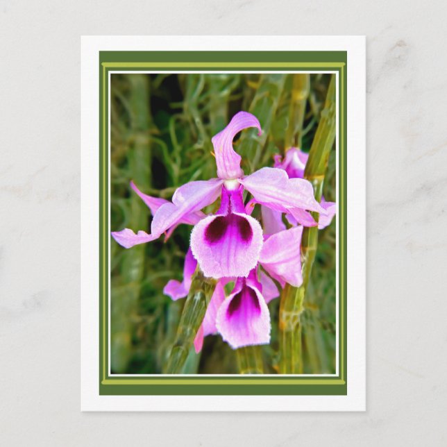 Cartão Postal Orquídea lavanda (Frente)