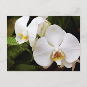 Cartão Postal Orquídea Lua Branca (Phalaenopsis Aphrodite)
