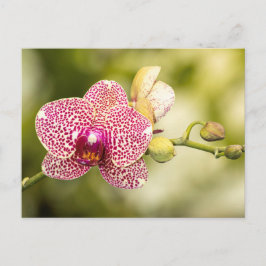 Cartão Postal Orquídea manchada de rosa