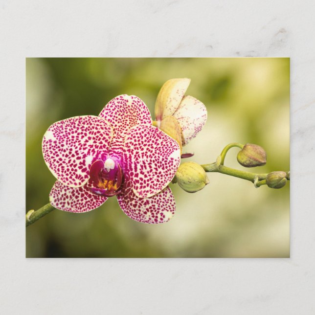 Cartão Postal Orquídea manchada de rosa (Frente)