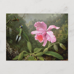 Cartão Postal Orquídea Martin Johnson Heade e beija-flores