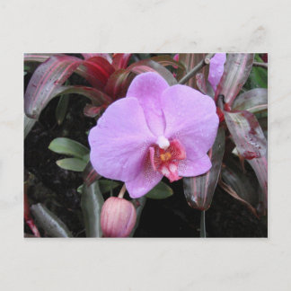 Cartão Postal Orquídea no Jardim