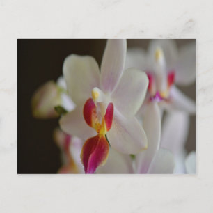 Cartão Postal Orquídea Phalaenopse