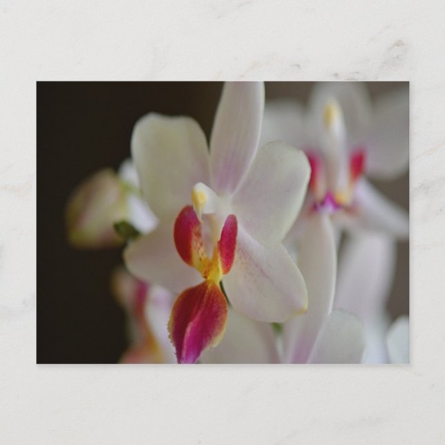Cartão Postal Orquídea Phalaenopse (Frente)