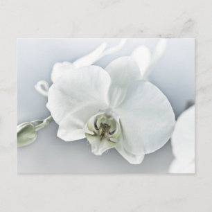 Cartão Postal Orquídea Phalaenopsis Branca
