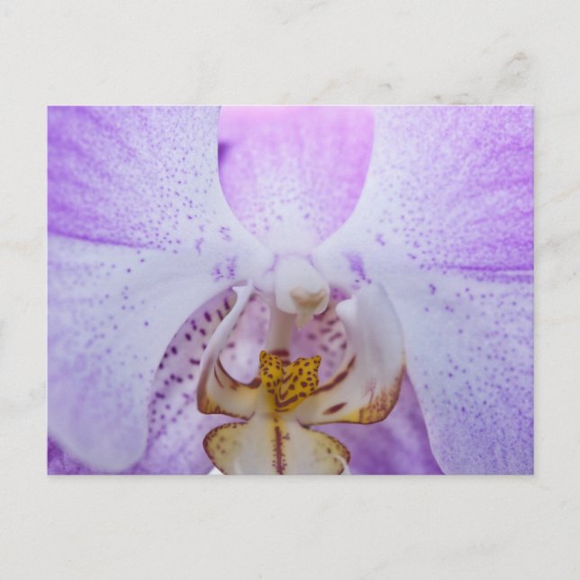 Cartão Postal Orquídea Rosa (Frente)