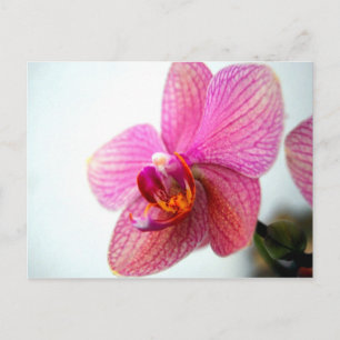 Cartão Postal Orquídea Rosa