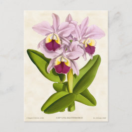 Cartão Postal Orquídea Rosa Cattleya Botânica
