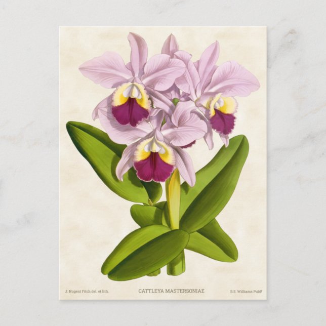 Cartão Postal Orquídea Rosa Cattleya Botânica (Frente)