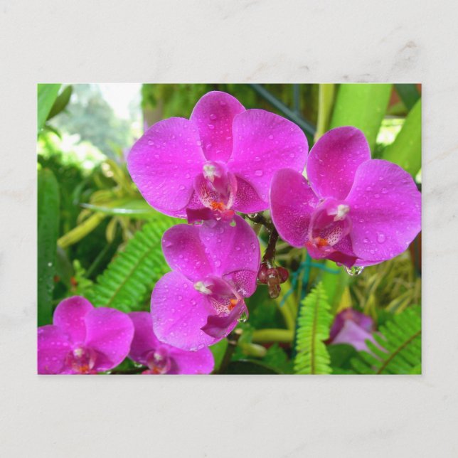 Cartão Postal Orquídea Roxa (Frente)