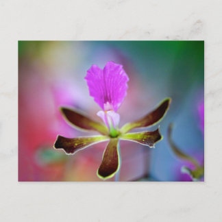 Cartão Postal Orquídea Roxa