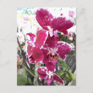 Cartão Postal Orquídea Roxa