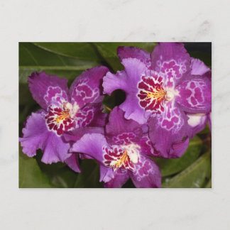 Cartão Postal Orquídea Roxa