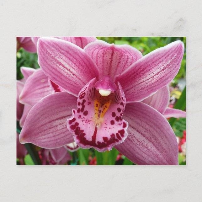 Cartão Postal Orquídea Roxa Elegante Floral (Frente)