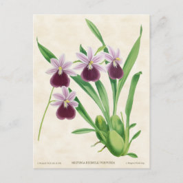 Cartão Postal Orquídea Roxa Miltonia Botânica Vintage