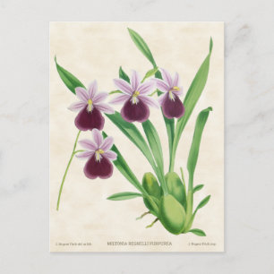 Cartão Postal Orquídea Roxa Miltonia Botânica Vintage
