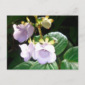 Cartão Postal Orquídea Roxo de Fiji