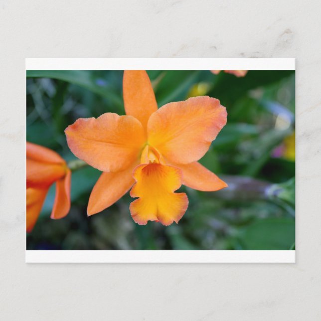 Cartão Postal Orquídea Salmão (Frente)
