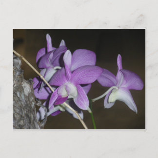 Cartão Postal Orquídea Tailandesa
