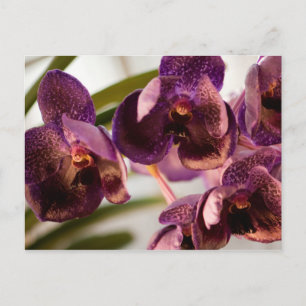Cartão Postal Orquídea Vanda Grupo Flor de Cera Pure's