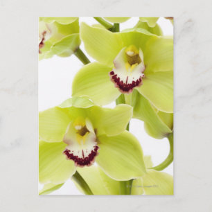 Cartão Postal Orquídea verde fresca - isolada no branco