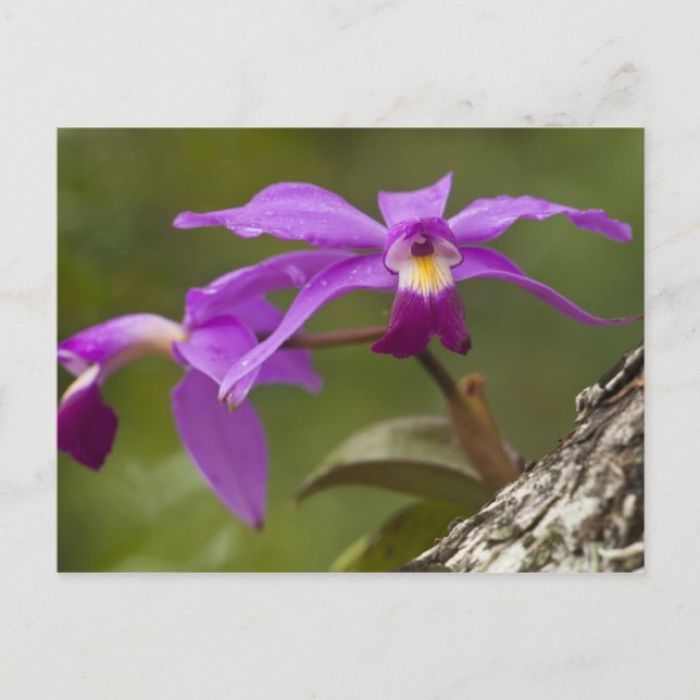 Cartão Postal Orquídea Violeta Cattleya (Cattleya violacea) (Frente)