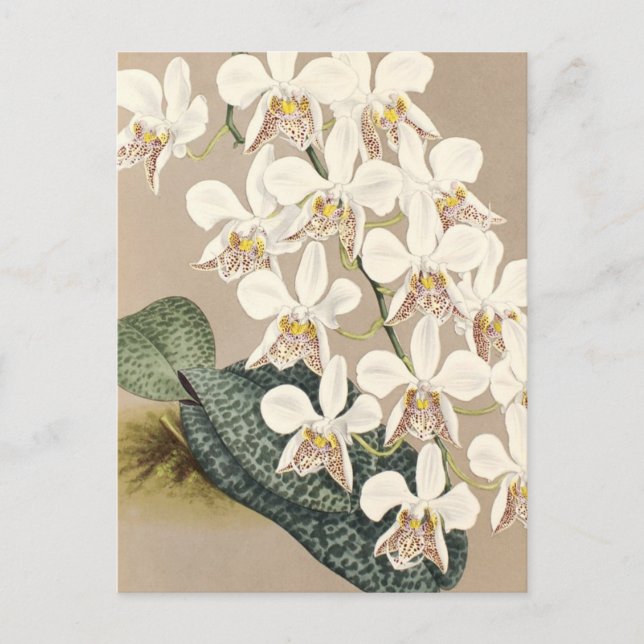Cartão Postal Orquídeas (Frente)