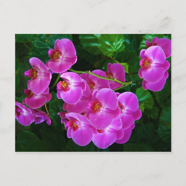 Cartão Postal Orquídeas (Frente)