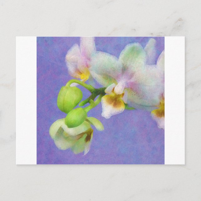 Cartão Postal Orquídeas (Frente)