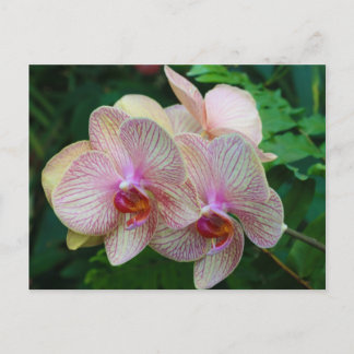 Cartão Postal Orquídeas