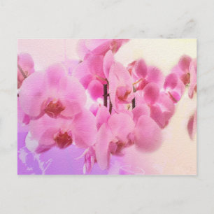 Cartão Postal orquídeas.