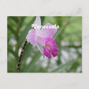 Cartão Postal Orquídeas