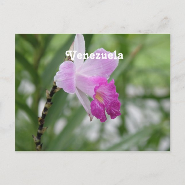 Cartão Postal Orquídeas (Frente)