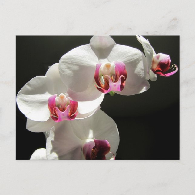 Cartão Postal Orquídeas (Frente)