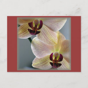 Cartão Postal Orquídeas