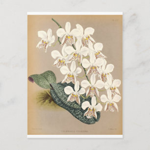 Cartão Postal Orquídeas