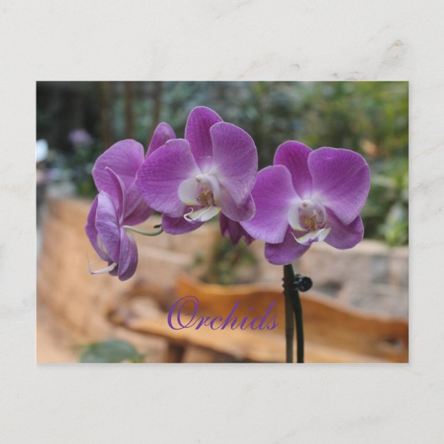 Cartão Postal Orquídeas # 11 (Frente)