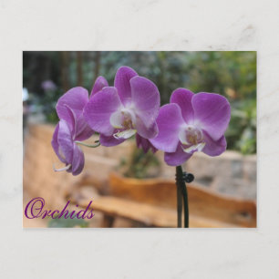 Cartão Postal Orquídeas # 9