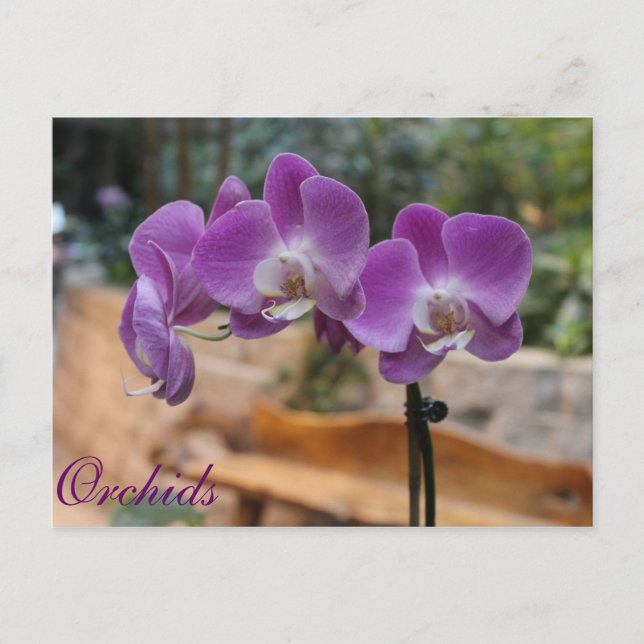 Cartão Postal Orquídeas # 9 (Frente)