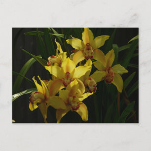 Cartão Postal Orquídeas Amarelas Sunlitivas Floral