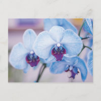 Orquídeas Azuis