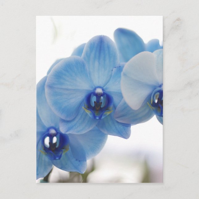 Cartão Postal Orquídeas azuis (Frente)