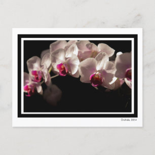 Cartão Postal Orquídeas Brancas e Rosa Dramáticas a Preto