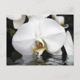 Cartão Postal Orquídeas Brancas Emergindo do Cartão-Postal de Ág
