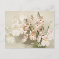 Orquídeas Brancas Vintage Vintage Ilustração Antig