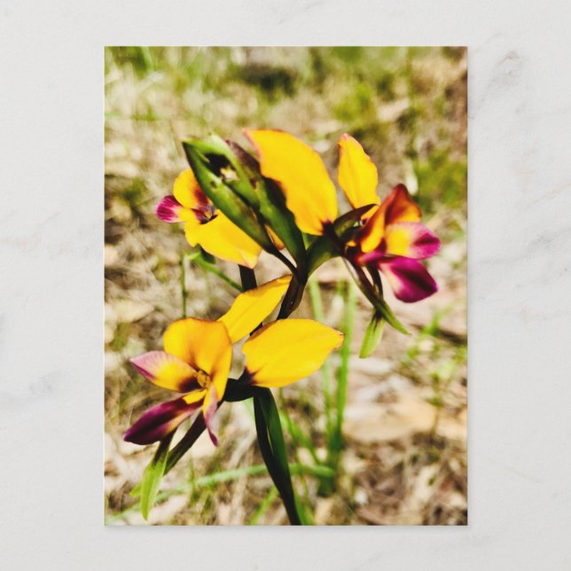 Cartão Postal Orquídeas-burro (Frente)